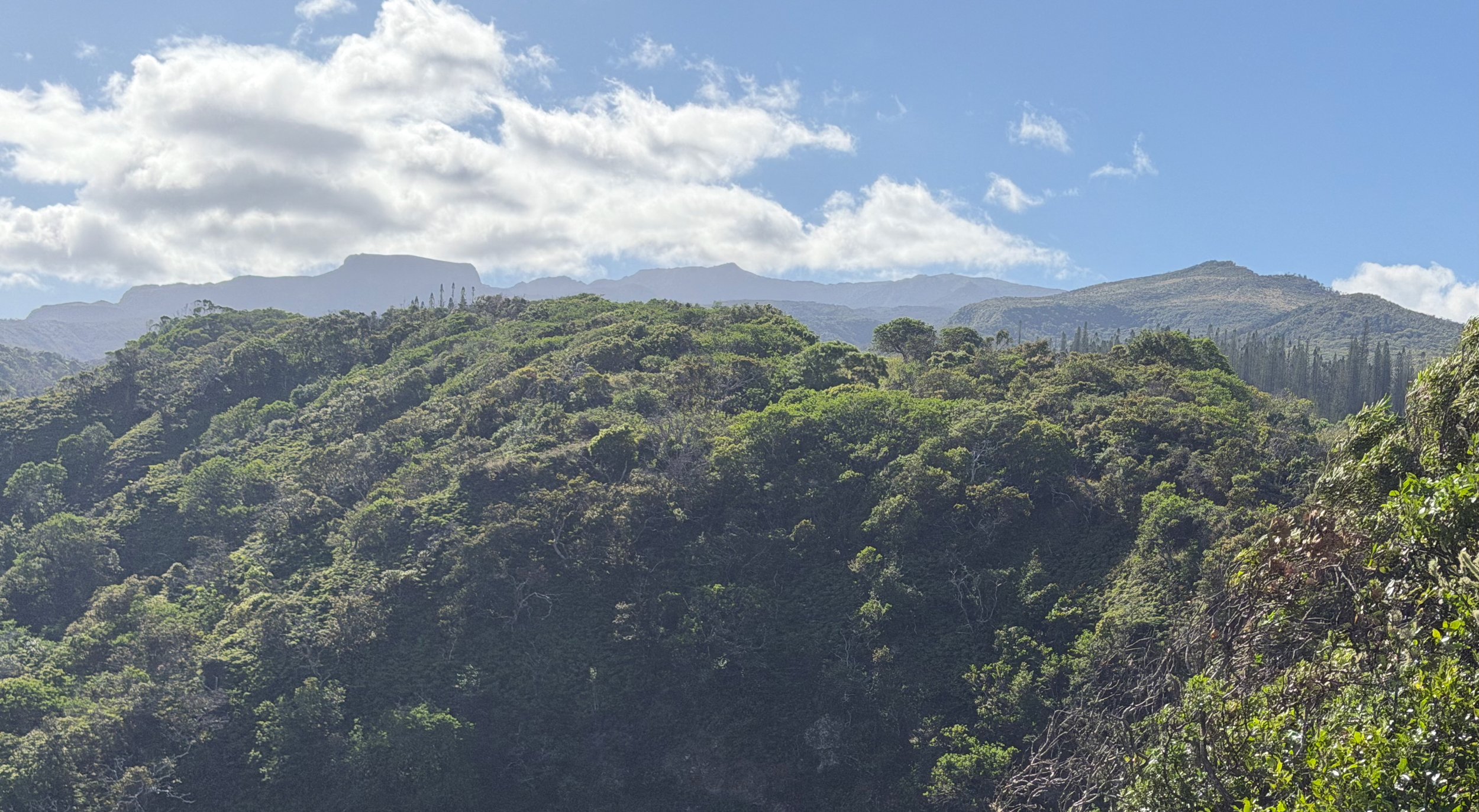 Forested West Maui ridges shown on Aloha Puʻu Kukui’s website