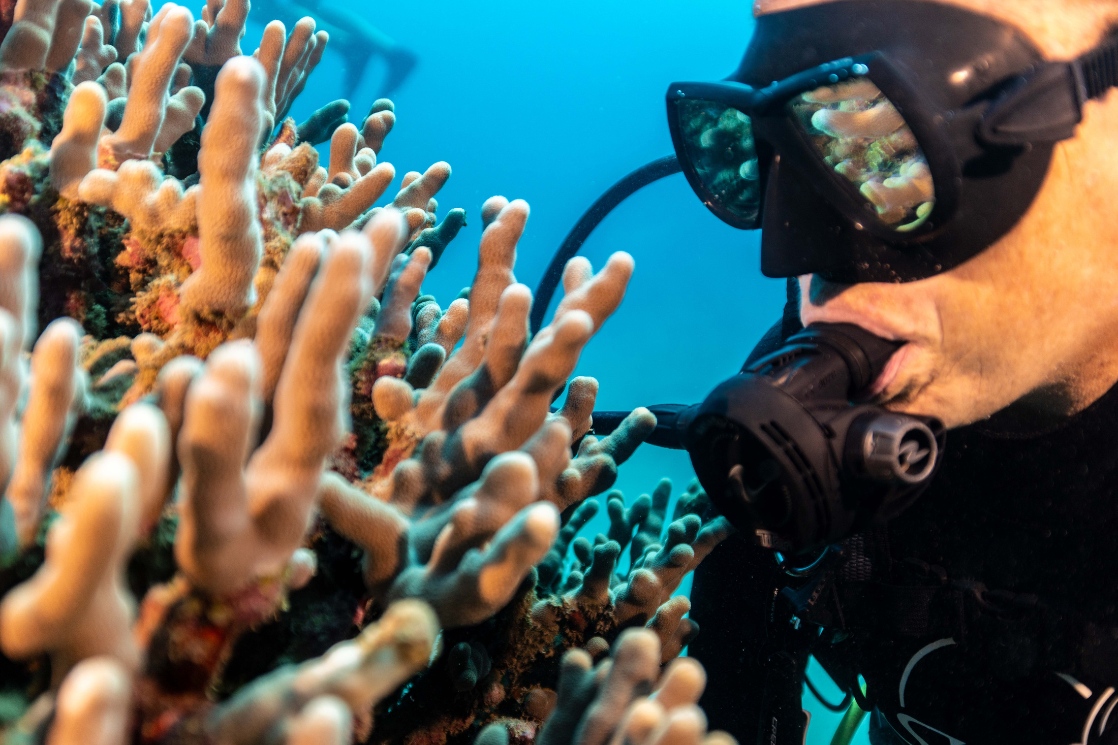 A Marine Institute scuba diver examines coral underwater.